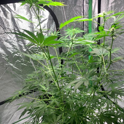 2nd Gen growlog timeline photo