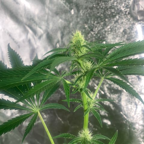 2nd Gen growlog timeline photo