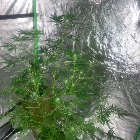 2nd Gen growlog timeline photo
