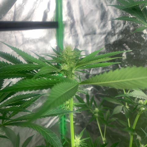 2nd Gen growlog timeline photo