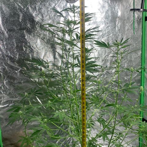 2nd Gen growlog timeline photo
