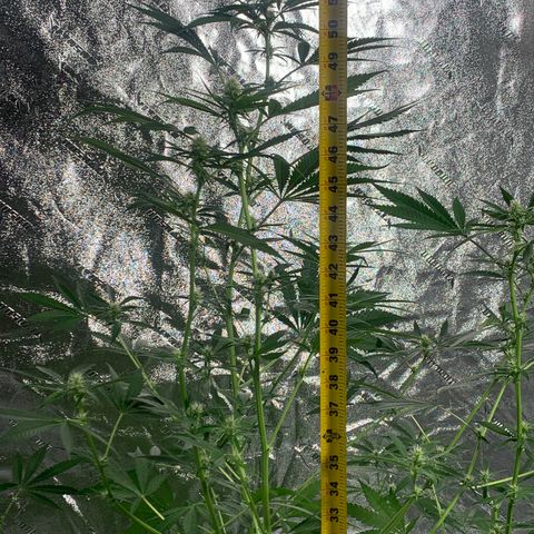 2nd Gen growlog timeline photo