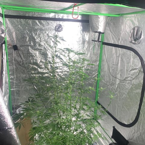 2nd Gen growlog timeline photo