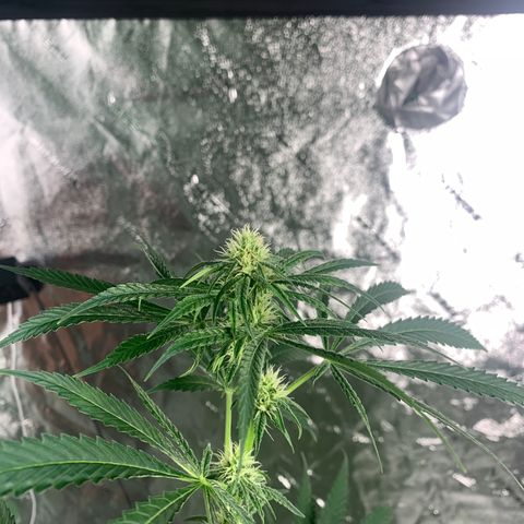 2nd Gen growlog timeline photo