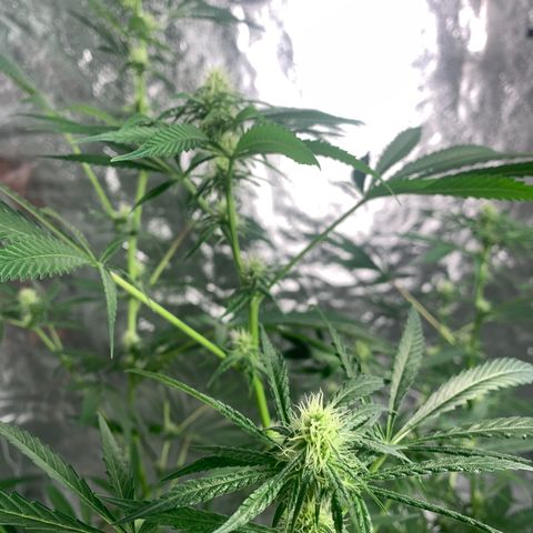 2nd Gen growlog timeline photo