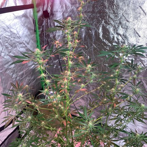 2nd Gen growlog timeline photo