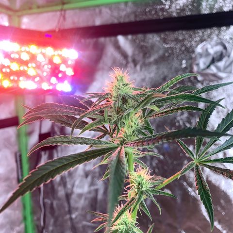 2nd Gen growlog timeline photo