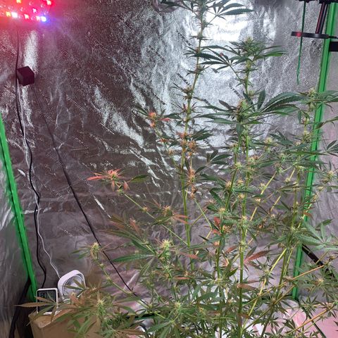 2nd Gen growlog timeline photo