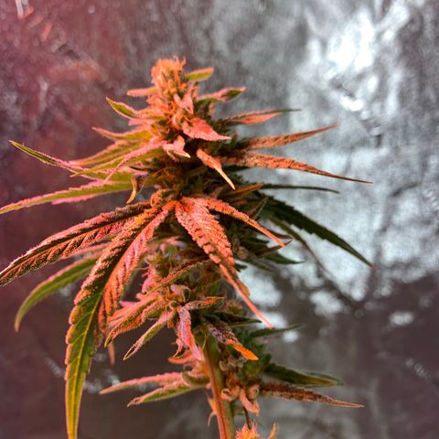 2nd Gen growlog timeline photo