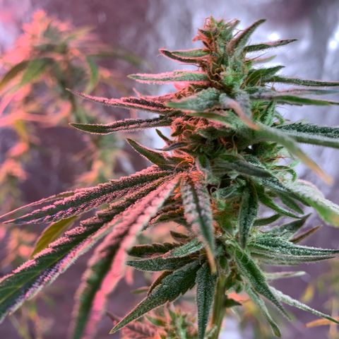 2nd Gen growlog timeline photo