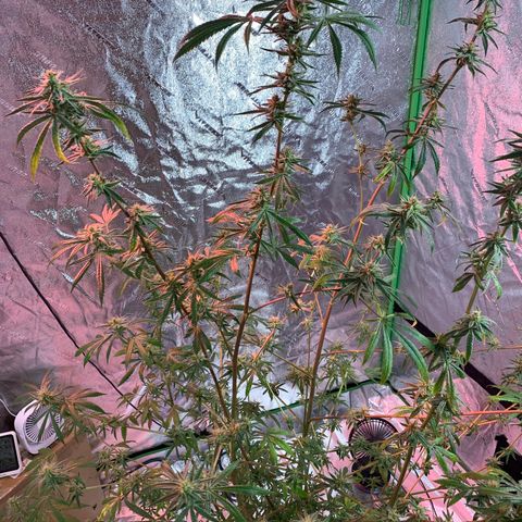 2nd Gen growlog timeline photo