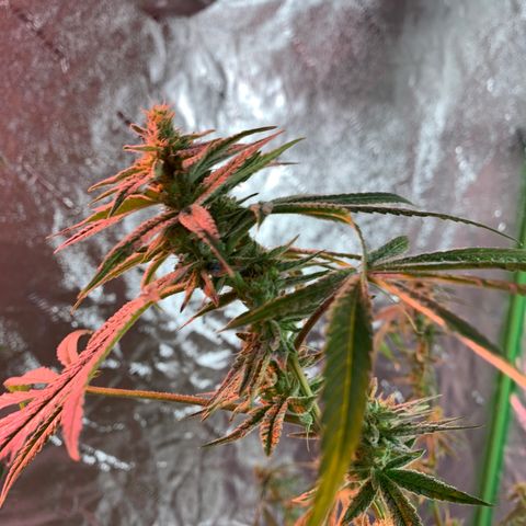 2nd Gen growlog timeline photo