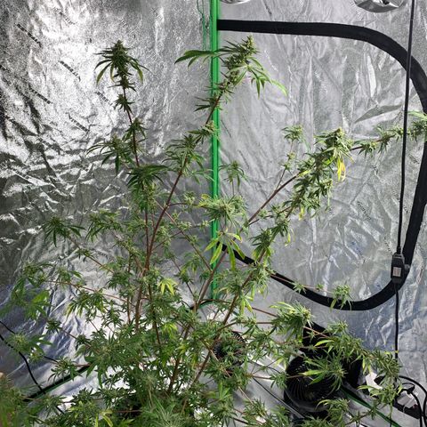 2nd Gen growlog photo: Harvest day
