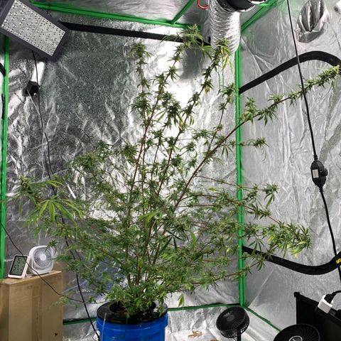 2nd Gen growlog photo: Harvest day