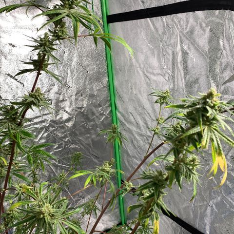 2nd Gen growlog photo: Harvest day