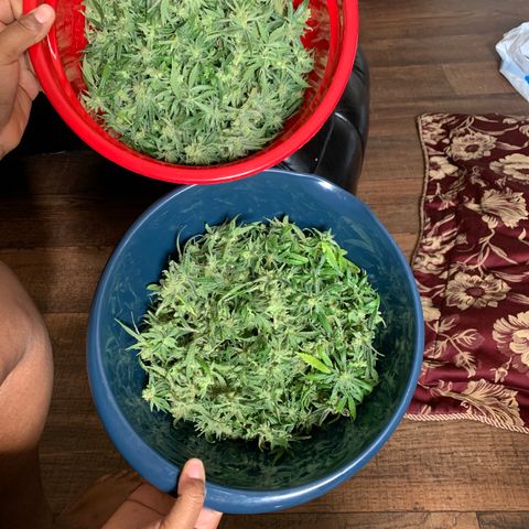 2nd Gen growlog photo: Pre-dry