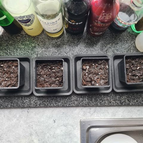 Chiquita Banana growlog photo: Semis dans 4 pots de 0,52 litre
Biobizz Light Mix