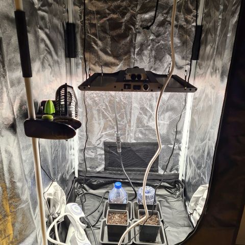Chiquita Banana growlog photo: Installation dans la tente
