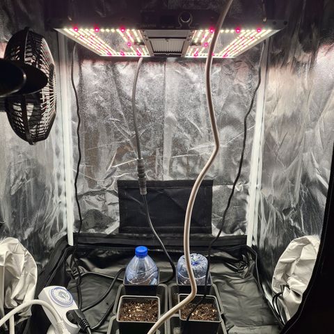 Chiquita Banana growlog photo: Installation dans la tente