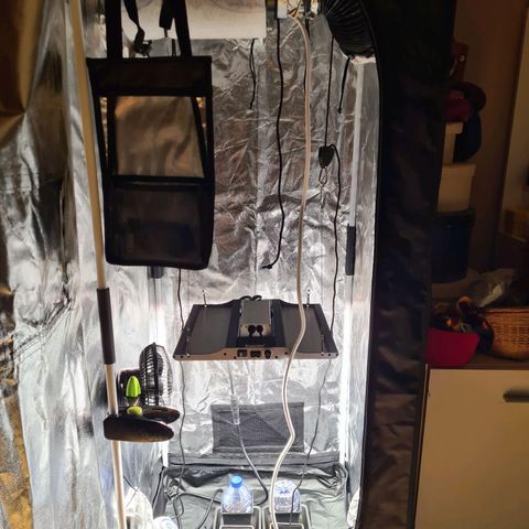 Chiquita Banana growlog photo: Installation dans la tente