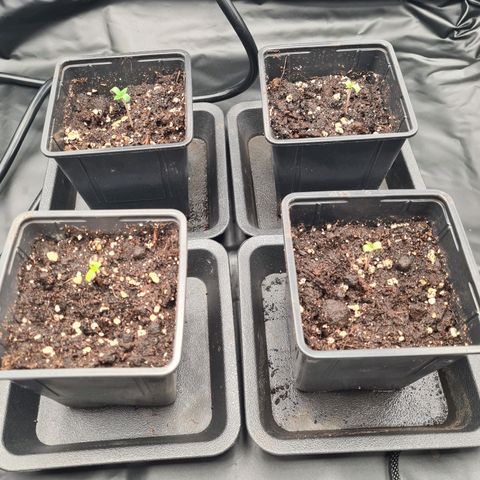 Chiquita Banana growlog timeline photo
