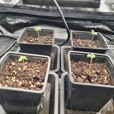 Chiquita Banana growlog timeline photo