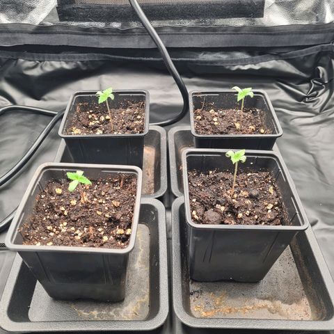 Chiquita Banana growlog timeline photo