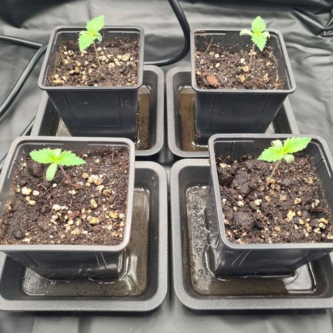 Chiquita Banana growlog timeline photo