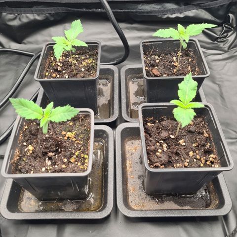 Chiquita Banana growlog timeline photo