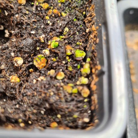 Chiquita Banana growlog photo: Traces verdâtres
