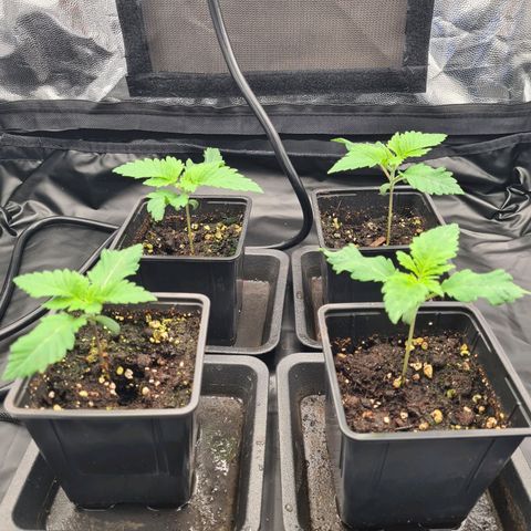 Chiquita Banana growlog timeline photo