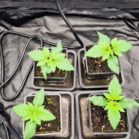 Chiquita Banana growlog timeline photo