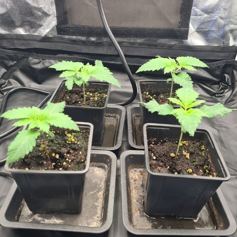 Chiquita Banana growlog timeline photo