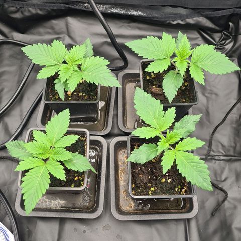 Chiquita Banana growlog timeline photo