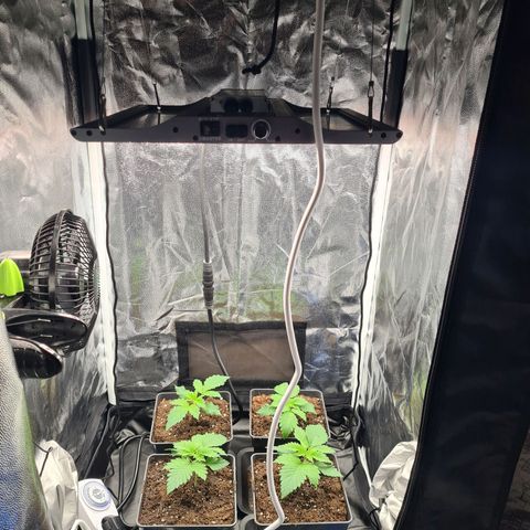 Chiquita Banana growlog timeline photo