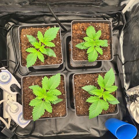 Chiquita Banana growlog timeline photo