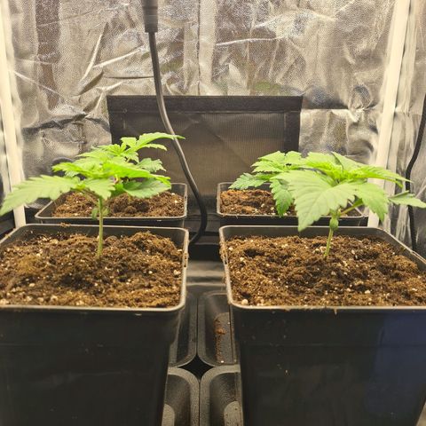 Chiquita Banana growlog timeline photo