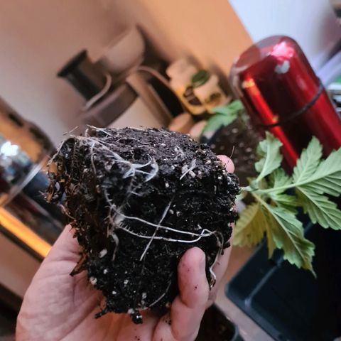 Chiquita Banana growlog timeline photo