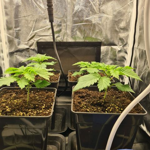 Chiquita Banana growlog timeline photo
