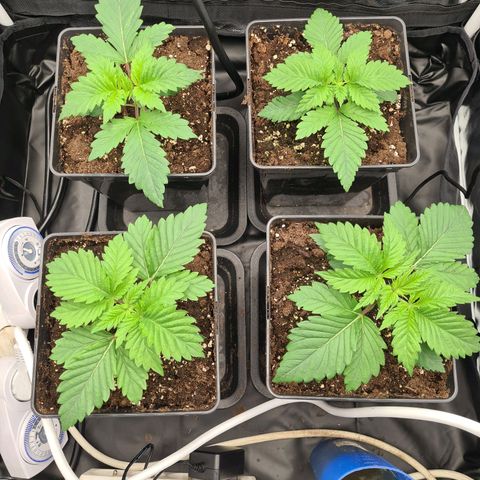 Chiquita Banana growlog timeline photo