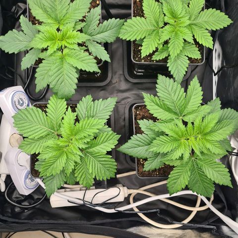Chiquita Banana growlog timeline photo