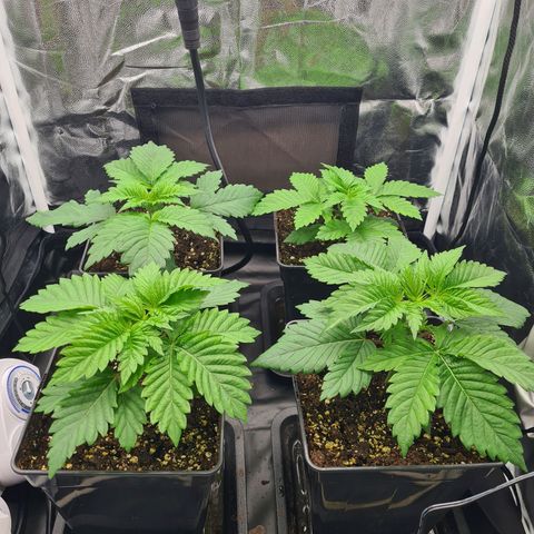 Chiquita Banana growlog timeline photo