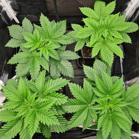 Chiquita Banana growlog timeline photo