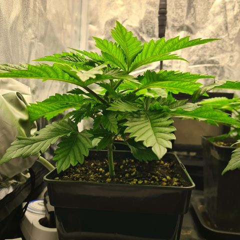 Chiquita Banana growlog timeline photo
