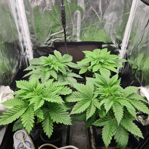 Chiquita Banana growlog timeline photo