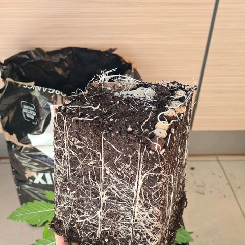 Chiquita Banana growlog timeline photo