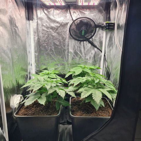 Chiquita Banana growlog timeline photo