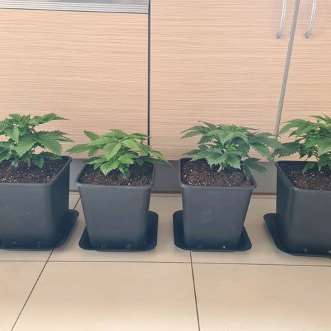 Chiquita Banana growlog timeline photo