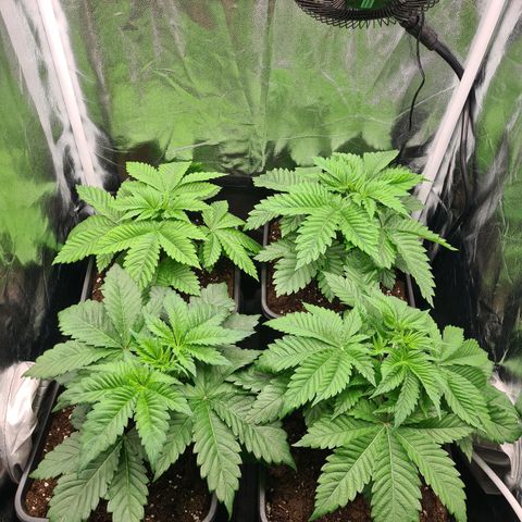 Chiquita Banana growlog timeline photo
