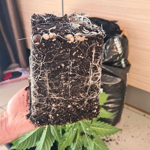 Chiquita Banana growlog timeline photo
